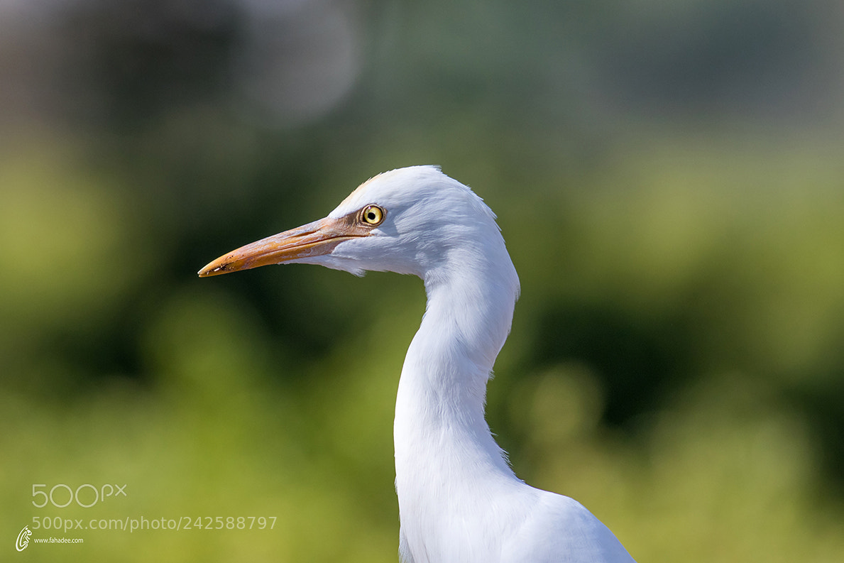 Canon EOS 7D Mark II sample photo. Egret photography