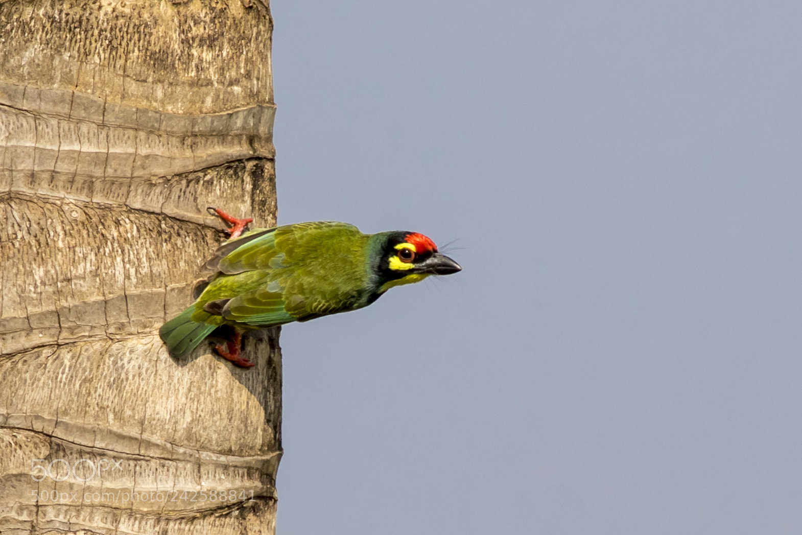 Canon EOS 7D Mark II sample photo. Copper smith barbet photography