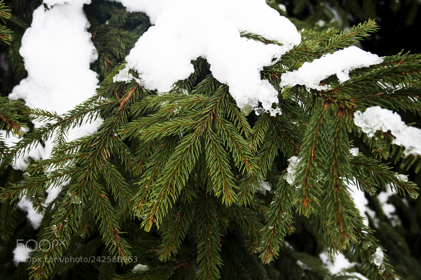 Canon EOS 400D (EOS Digital Rebel XTi / EOS Kiss Digital X) sample photo. Первый снег / first snow photography