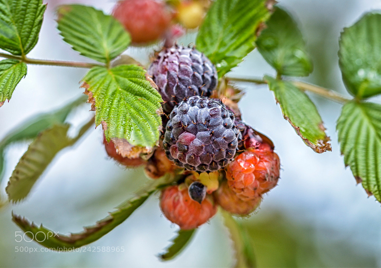 Nikon D610 sample photo. Berries on the tree photography
