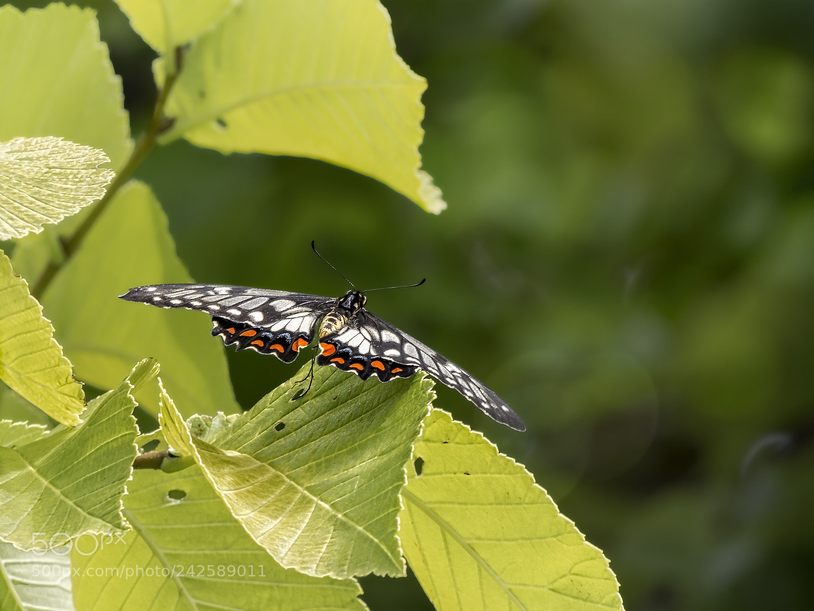 Olympus OM-D E-M5 sample photo. Butterfly on golden elm photography
