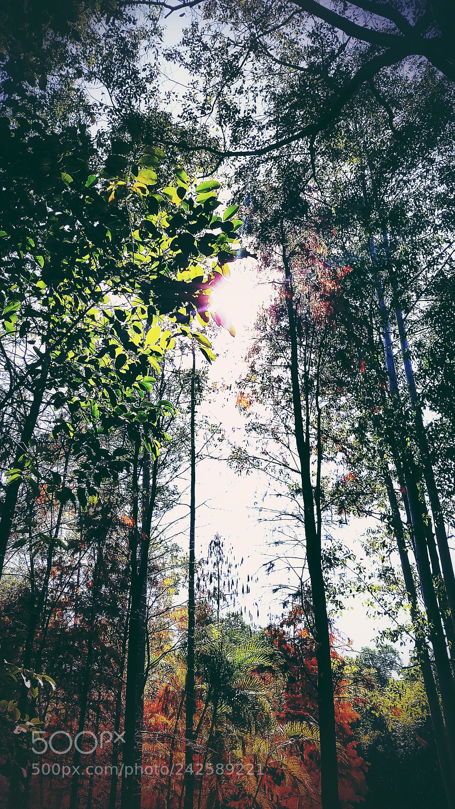 Samsung Galaxy S7 sample photo. 林彩 photography