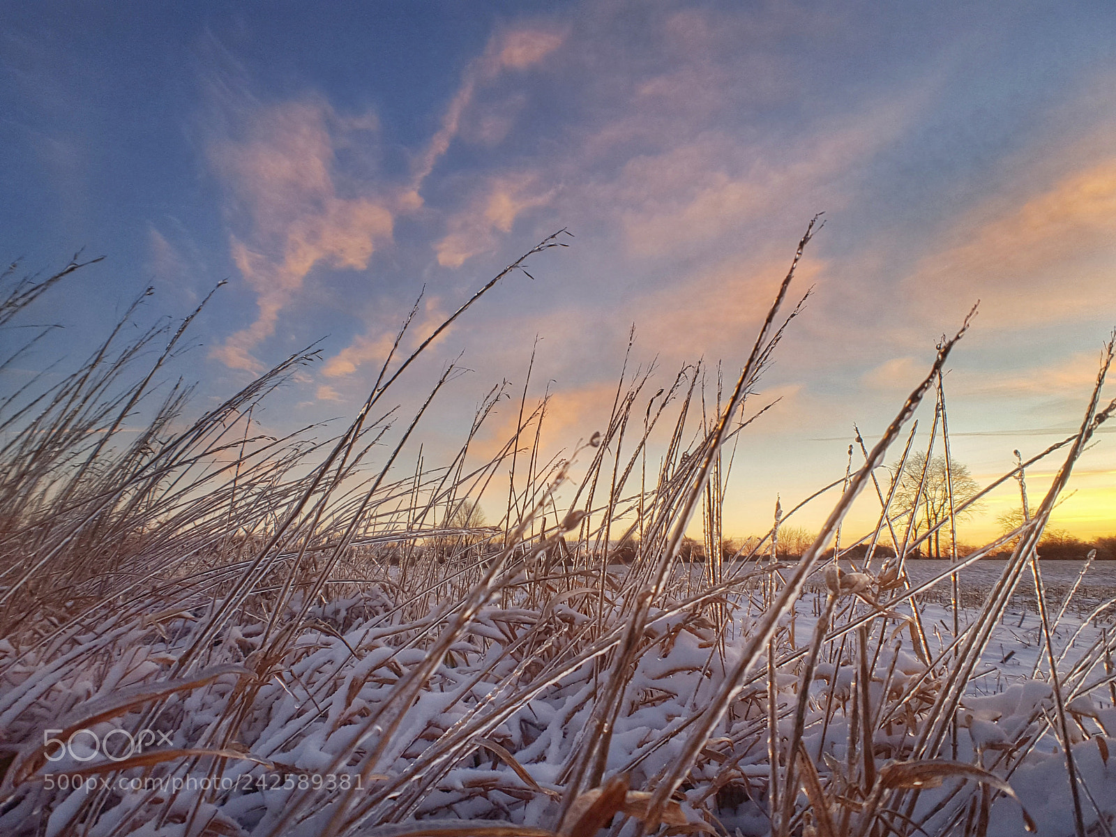 Samsung GALAXY S6 edge sample photo. Ice covered grass at photography