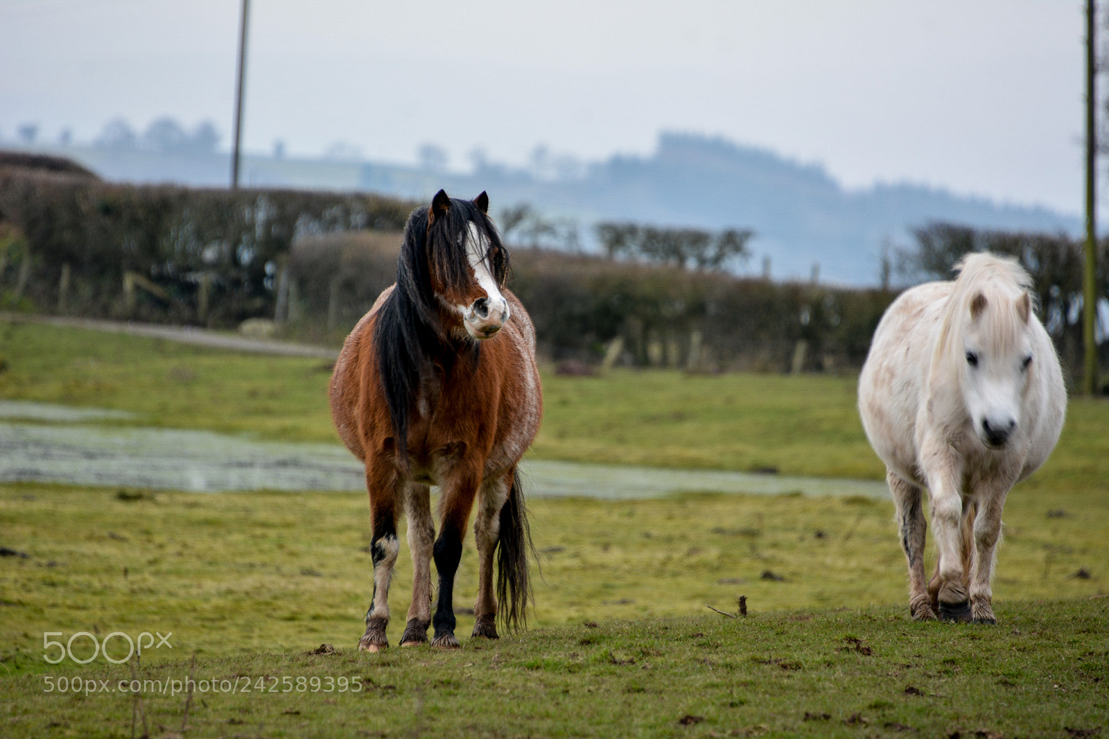 Nikon D7100 sample photo. Welsh mountain ponies photography