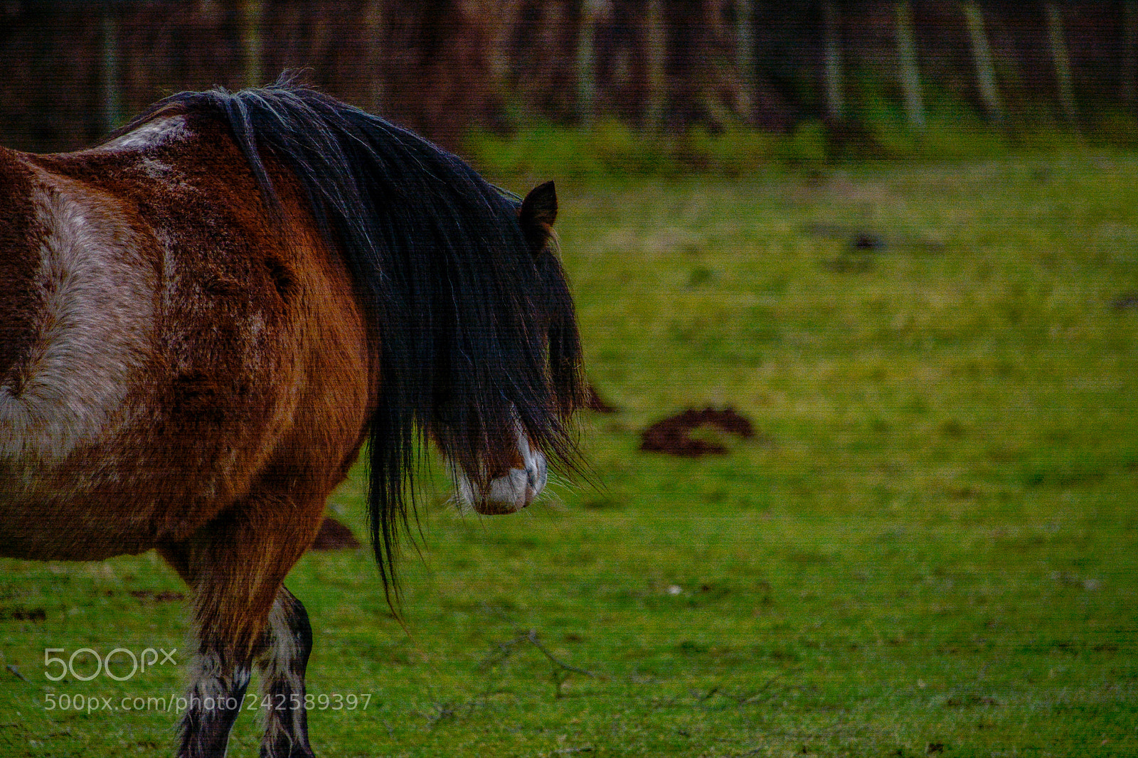 Nikon D7100 sample photo. Welsh mountain ponies photography