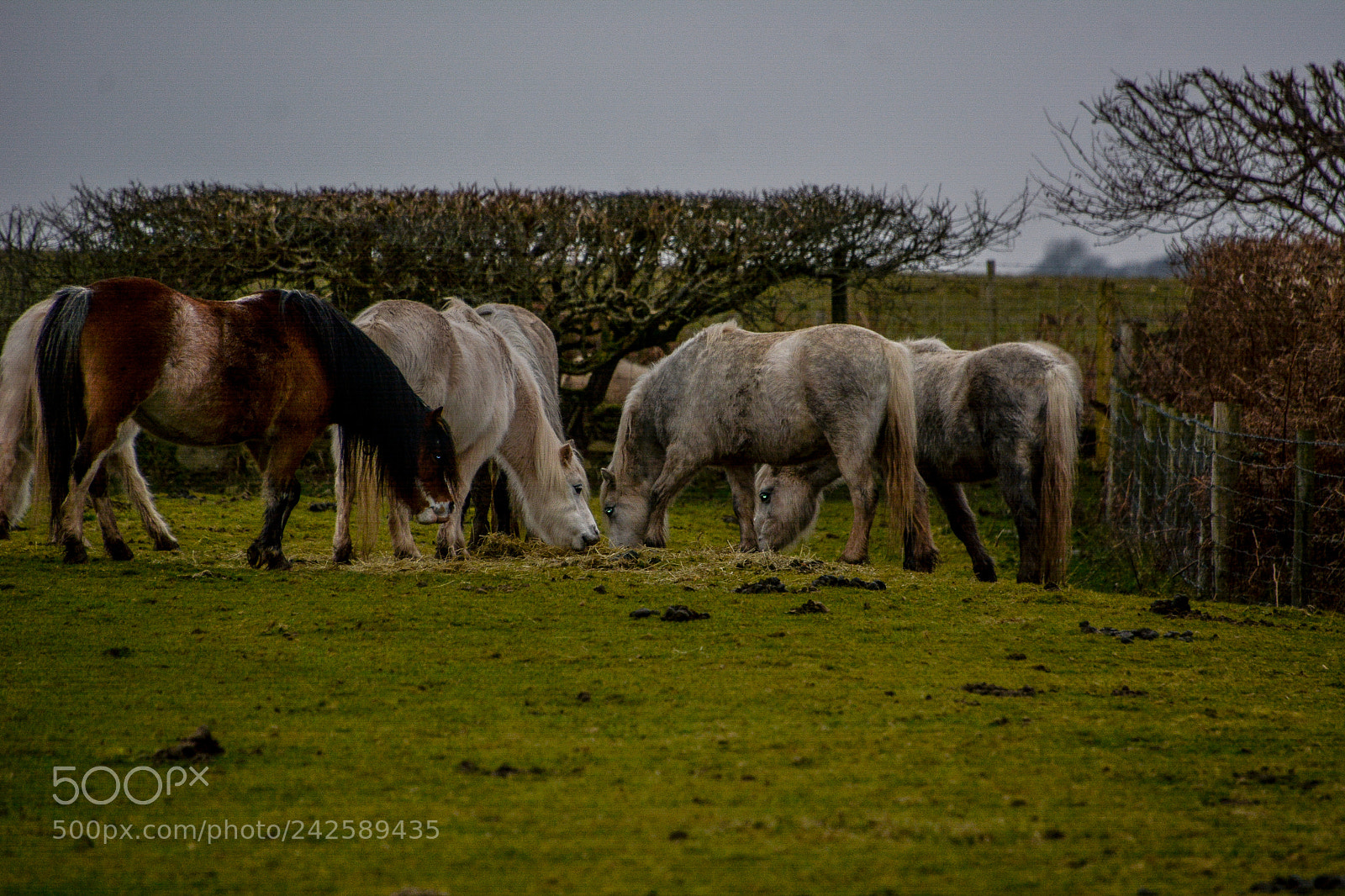 Nikon D7100 sample photo. Welsh mountain ponies photography