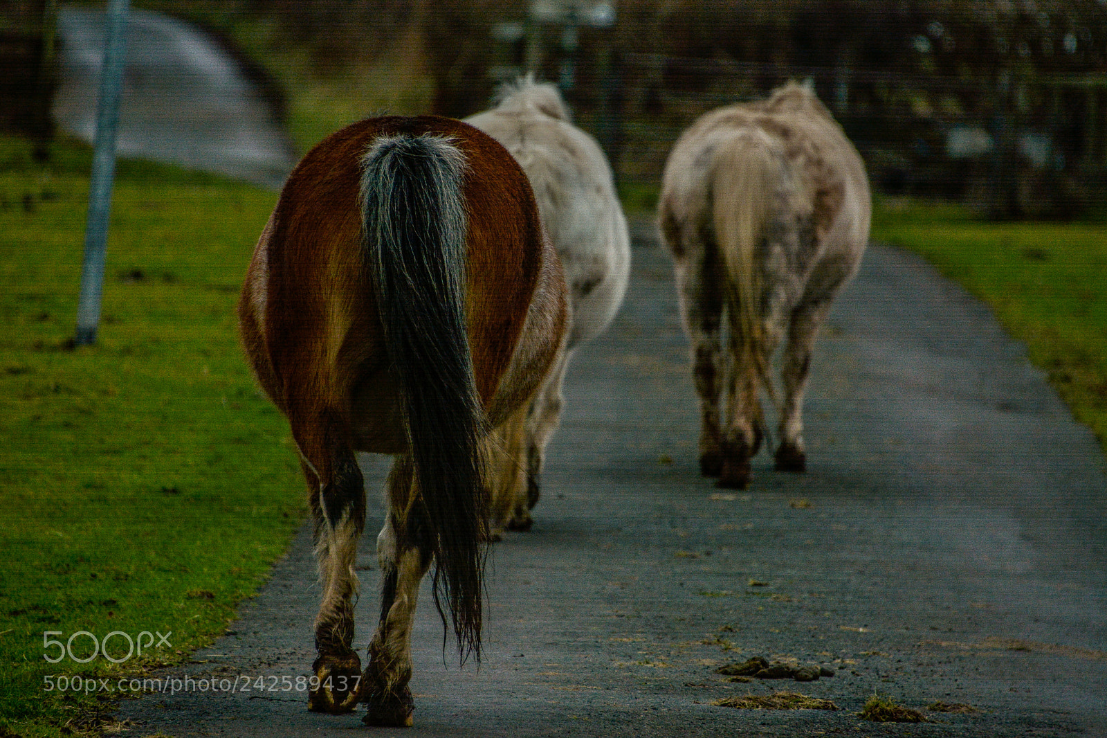 Nikon D7100 sample photo. Welsh mountain ponies photography