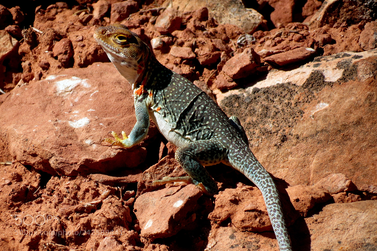 Canon PowerShot SX40 HS sample photo. Desert dragon photography