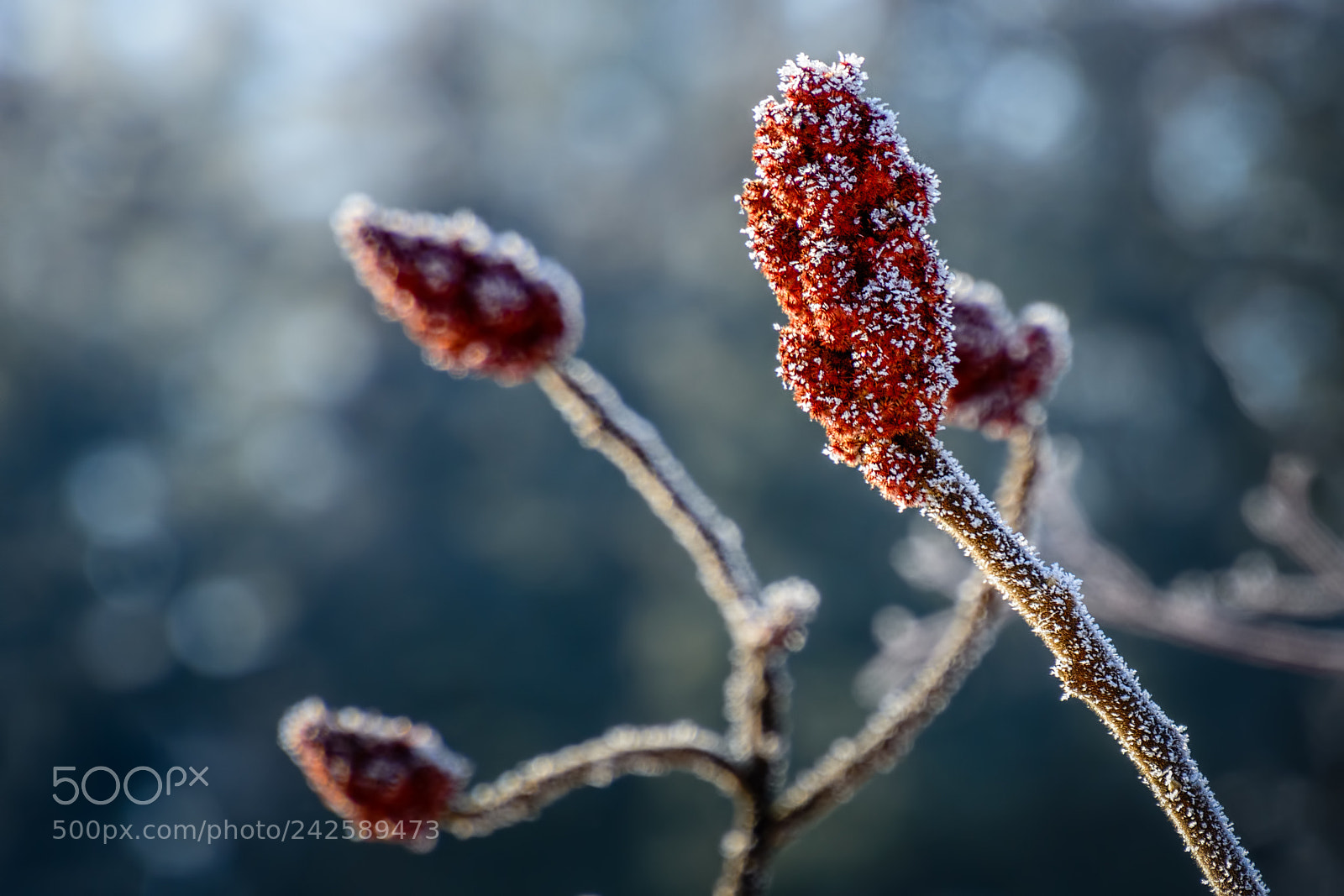 Nikon D7100 sample photo. Sumac #2 photography