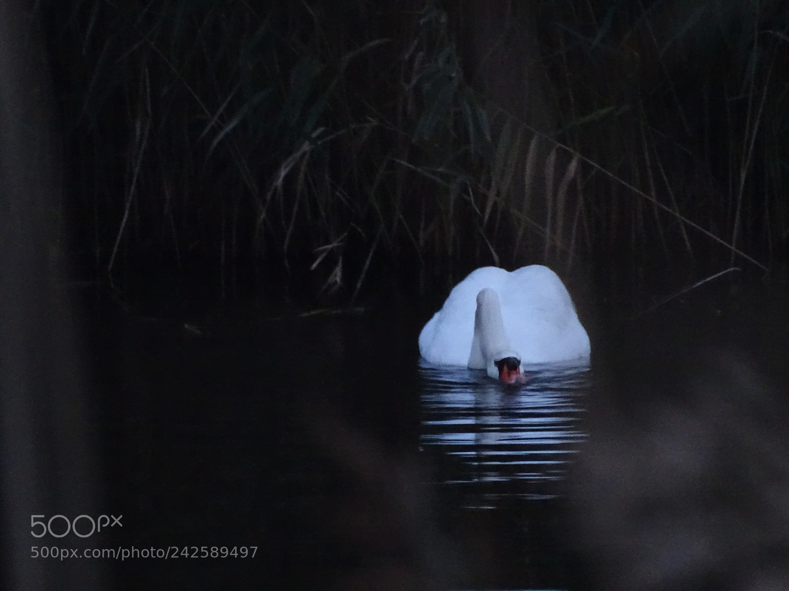 Sony Cyber-shot DSC-HX400V sample photo. Swan photography