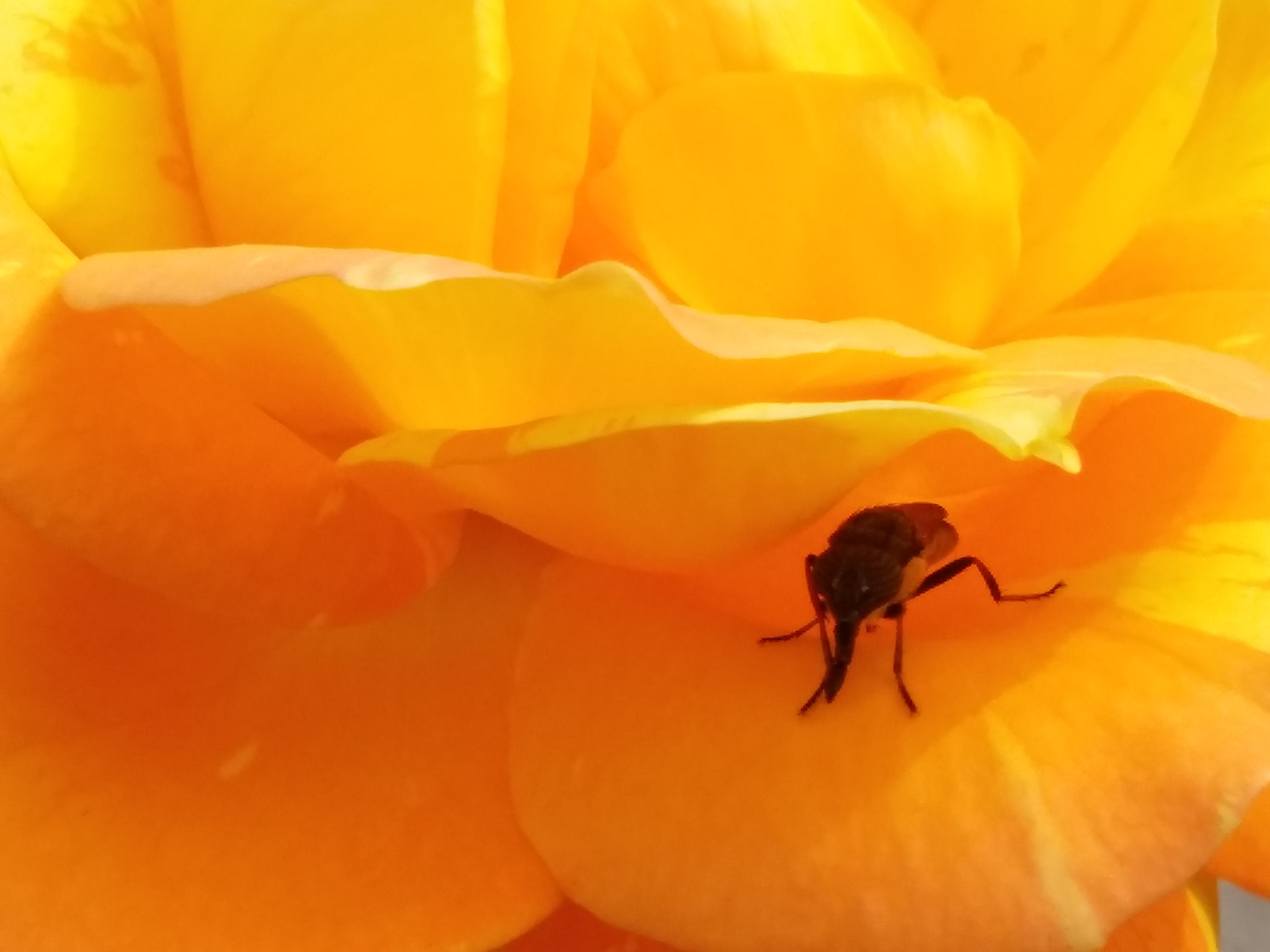 LG K10 sample photo
