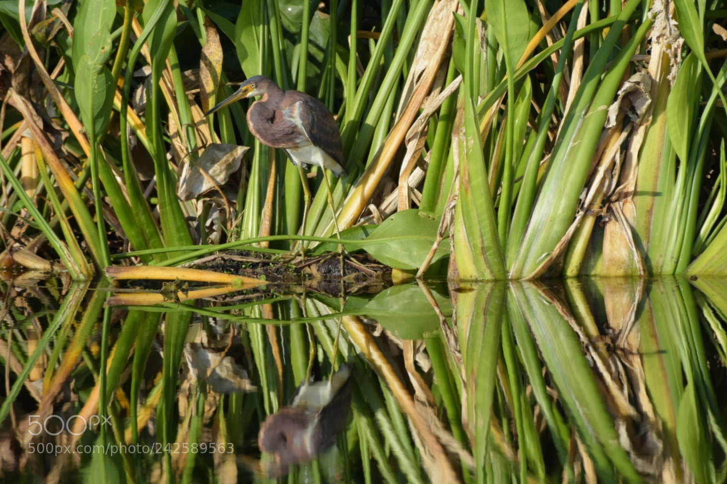 Nikon D7200 sample photo. Tricolored heron 1 photography
