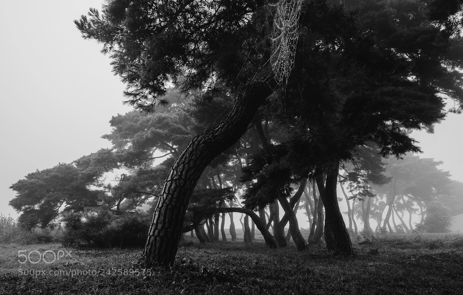 Fujifilm X-T2 sample photo. Into the forest photography