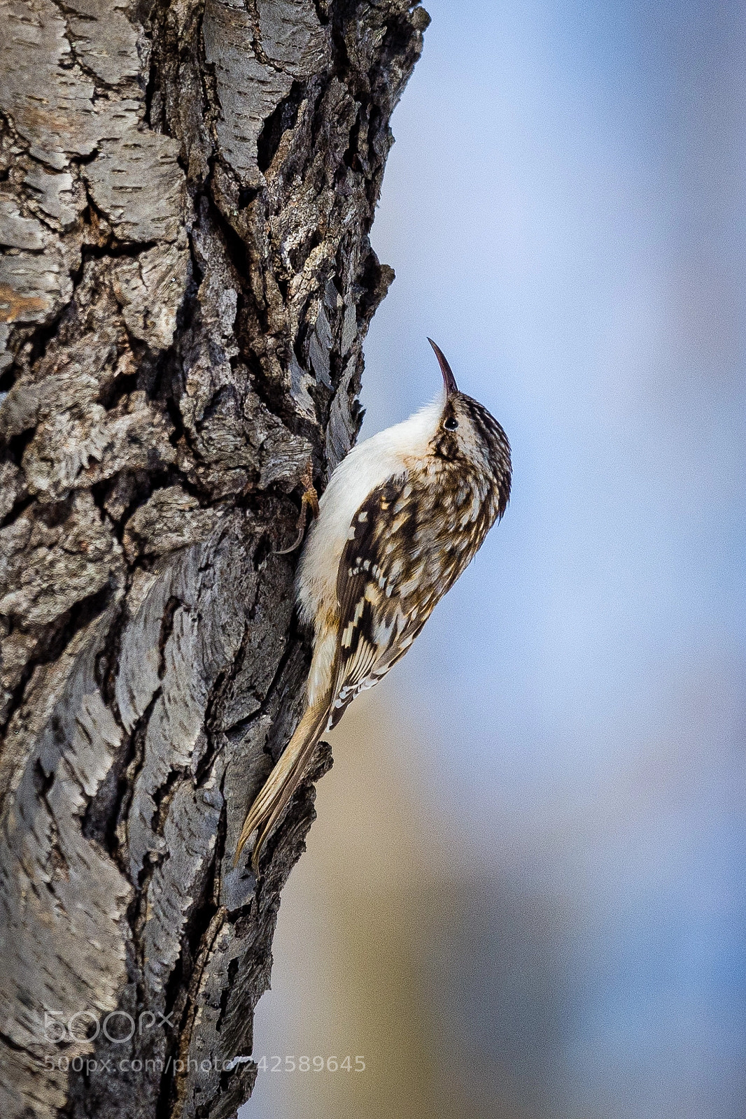 Nikon D7200 sample photo. Brown creeper photography