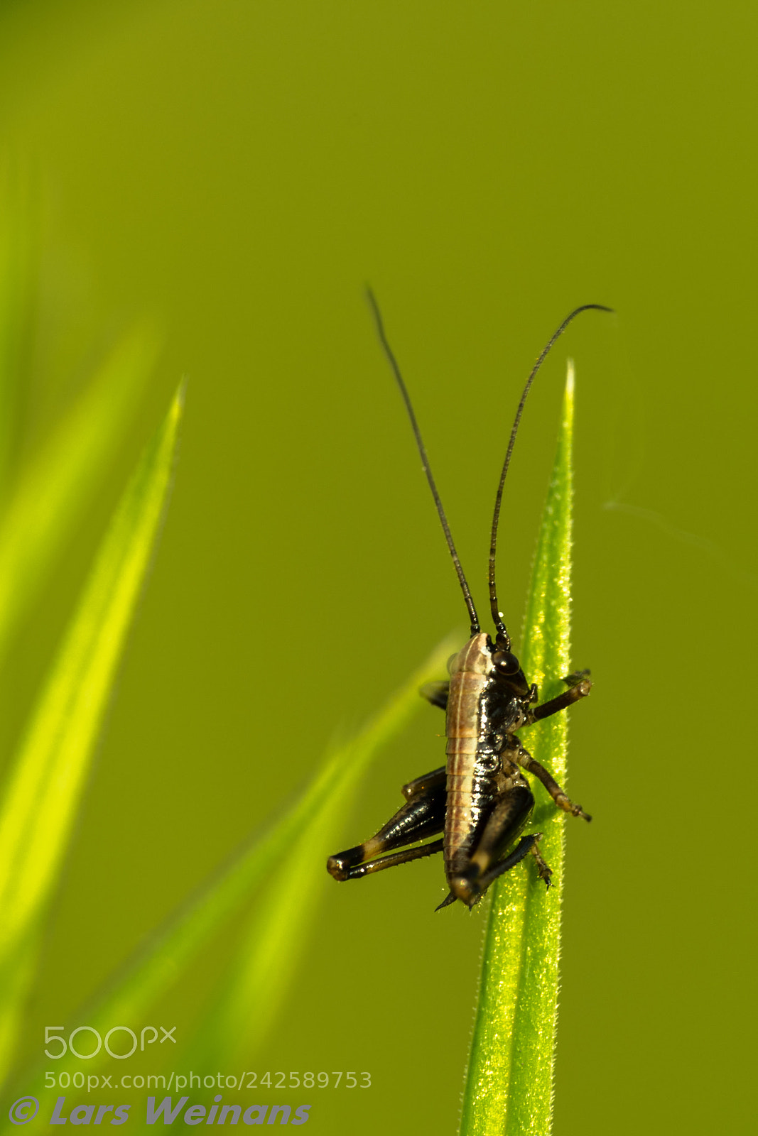 Nikon D500 sample photo. Small grasshopper photography