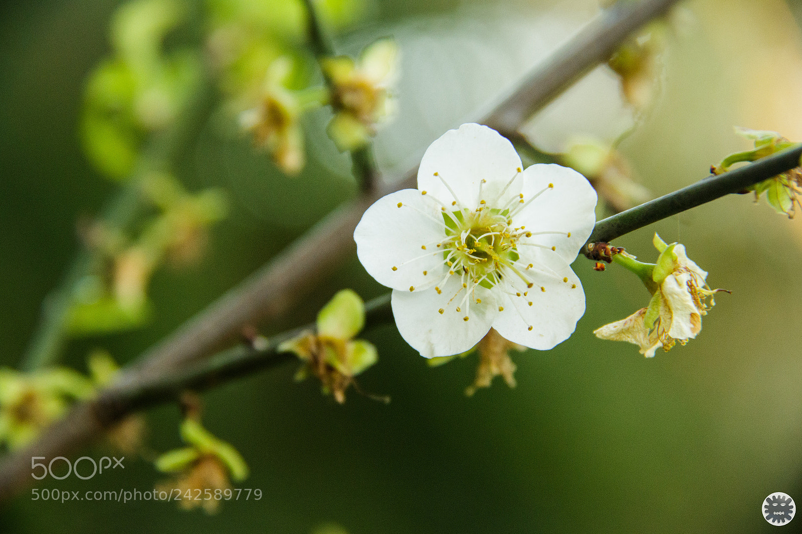 Canon EOS 7D Mark II sample photo. D photography