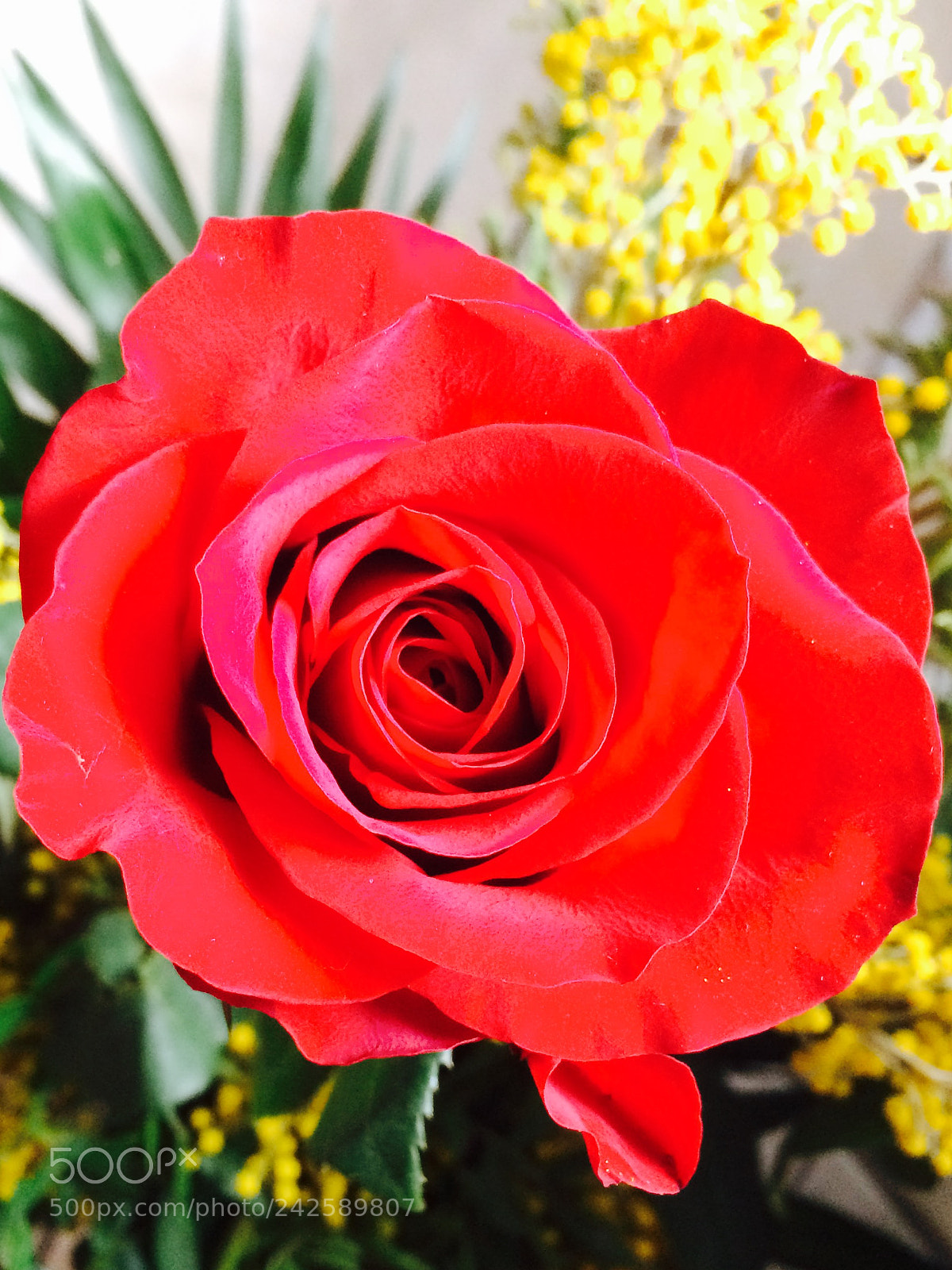Apple iPhone 5s sample photo. Untitled photography