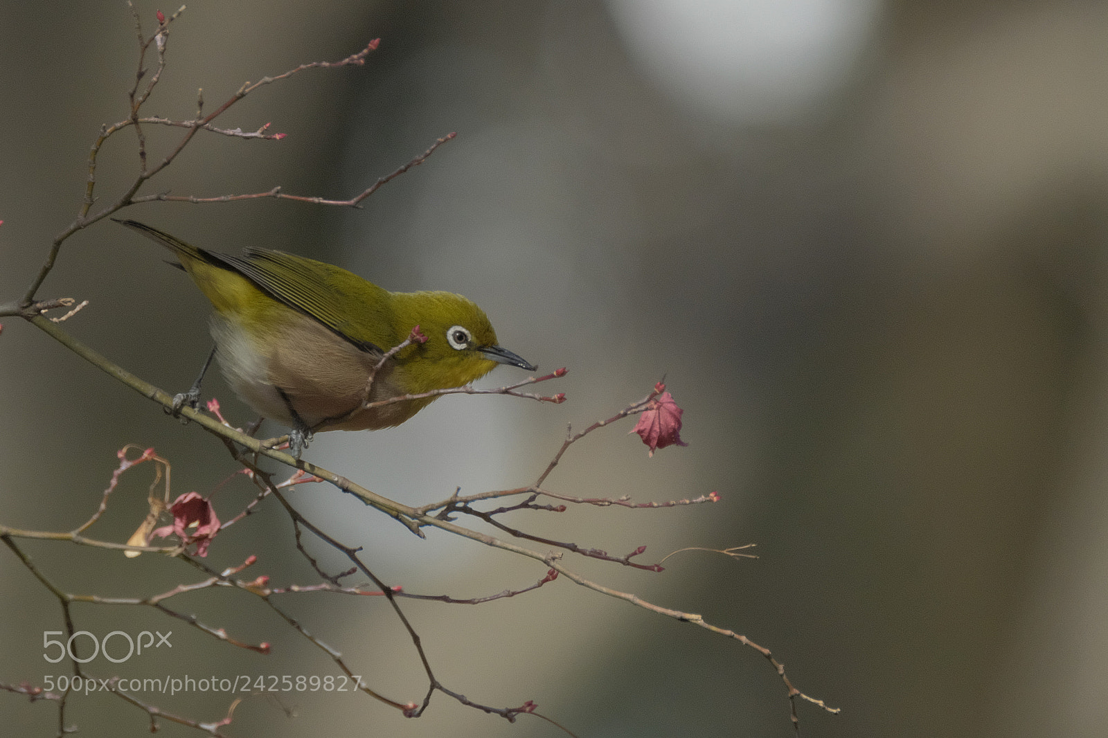 Fujifilm X-T2 sample photo. Japanese white eye photography