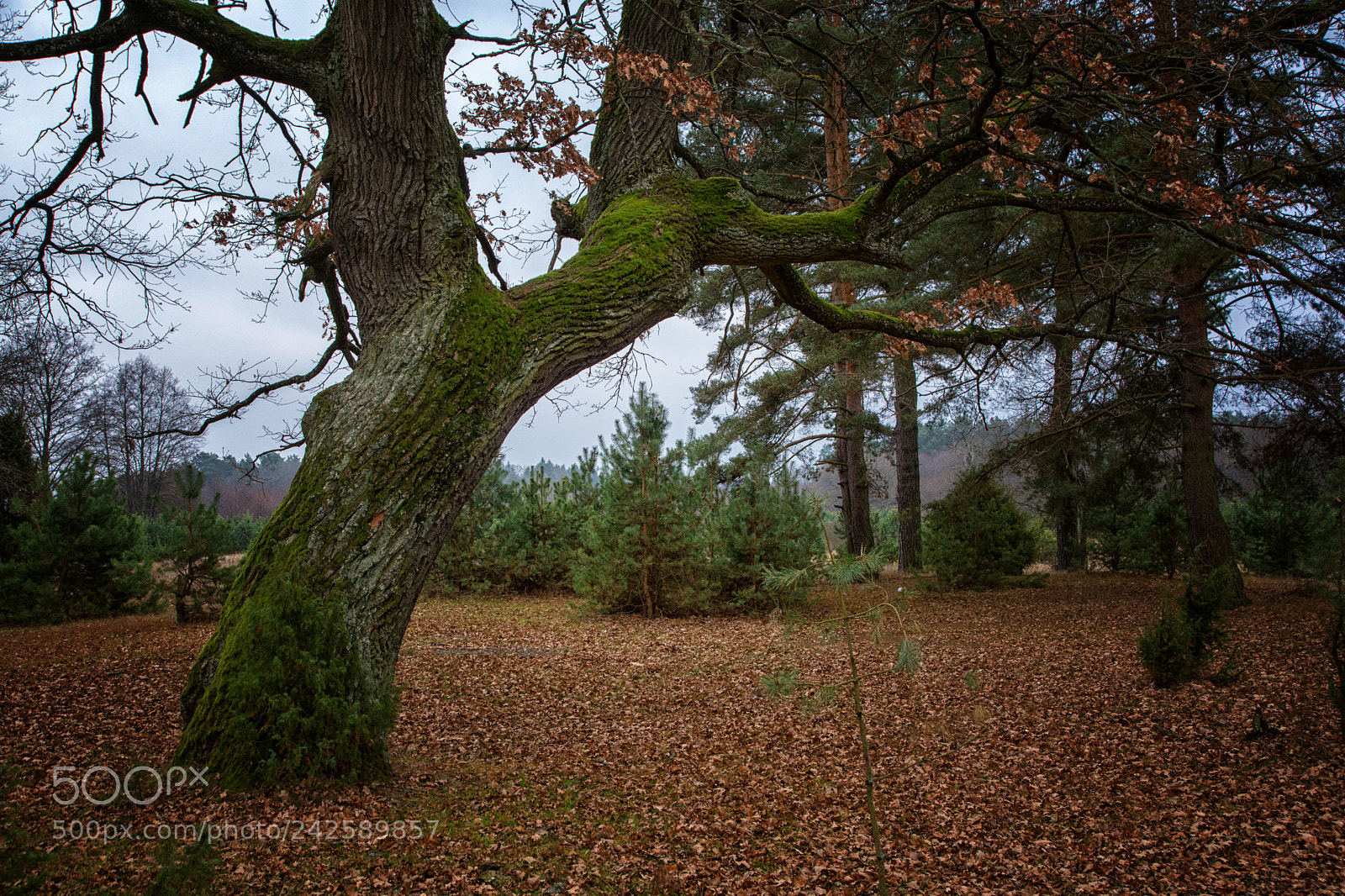 Nikon D7100 sample photo. Tree photography