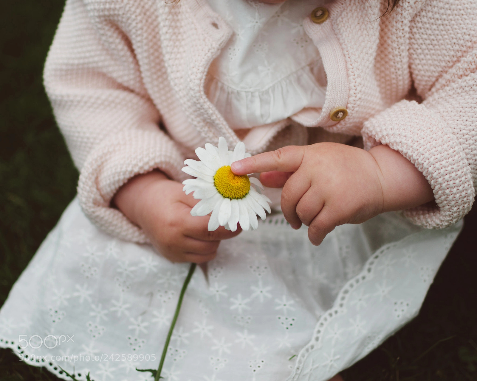 Nikon D5100 sample photo. Pushing daisy photography