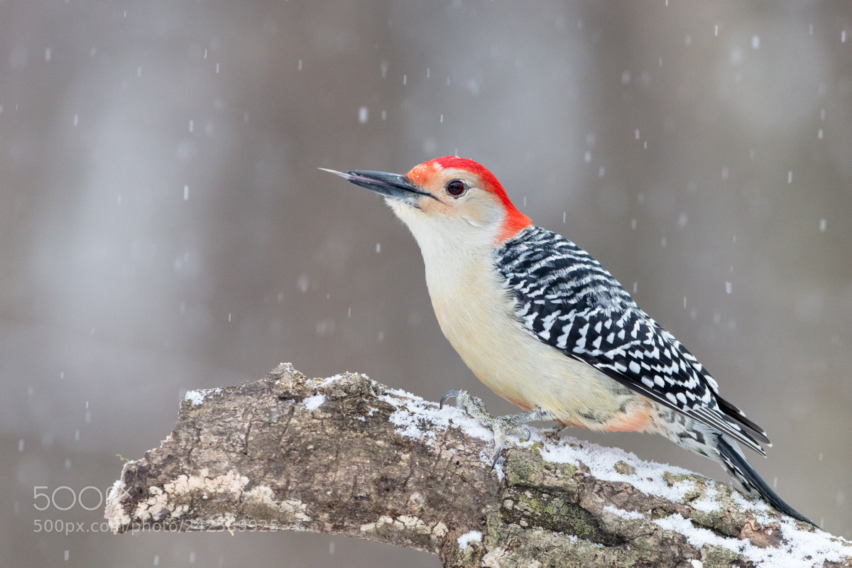 Canon EOS 5DS R sample photo. Red-bellied woodpecker photography