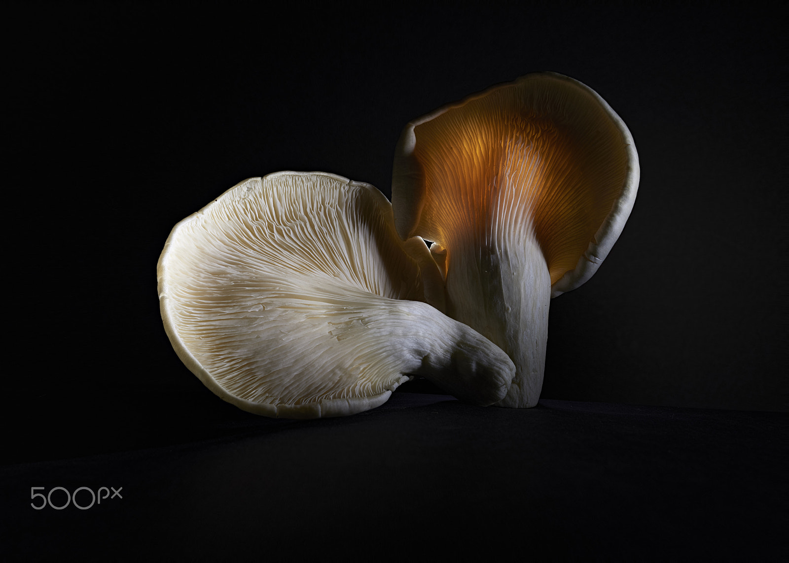 Nikon D810A sample photo. Oyster mushrooms photography