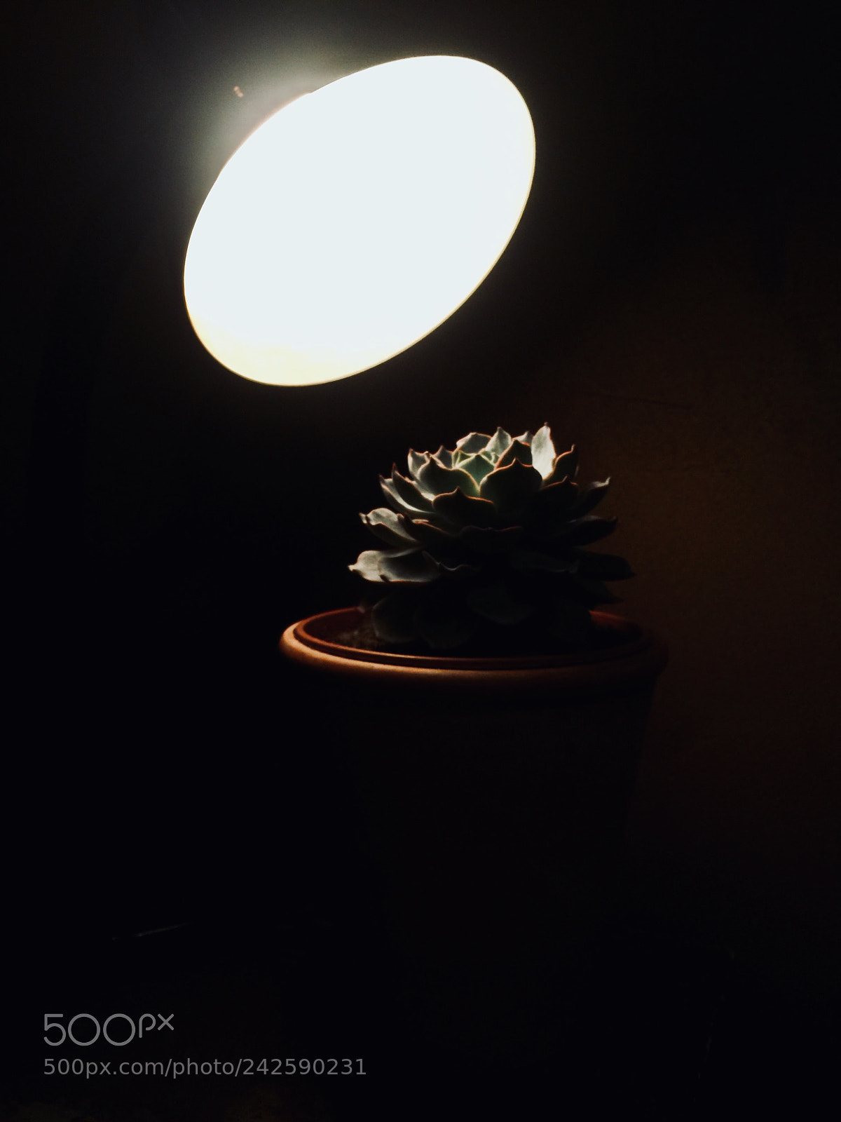 Apple iPhone 6 Plus sample photo. Untitled photography