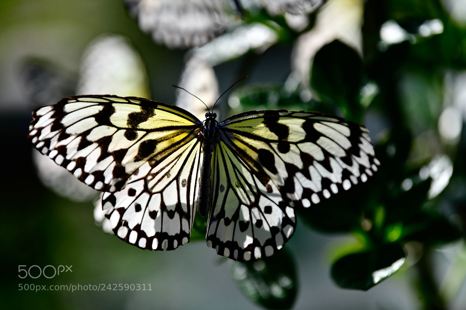Nikon D850 sample photo. Tama zoo @ tokyo, japan photography