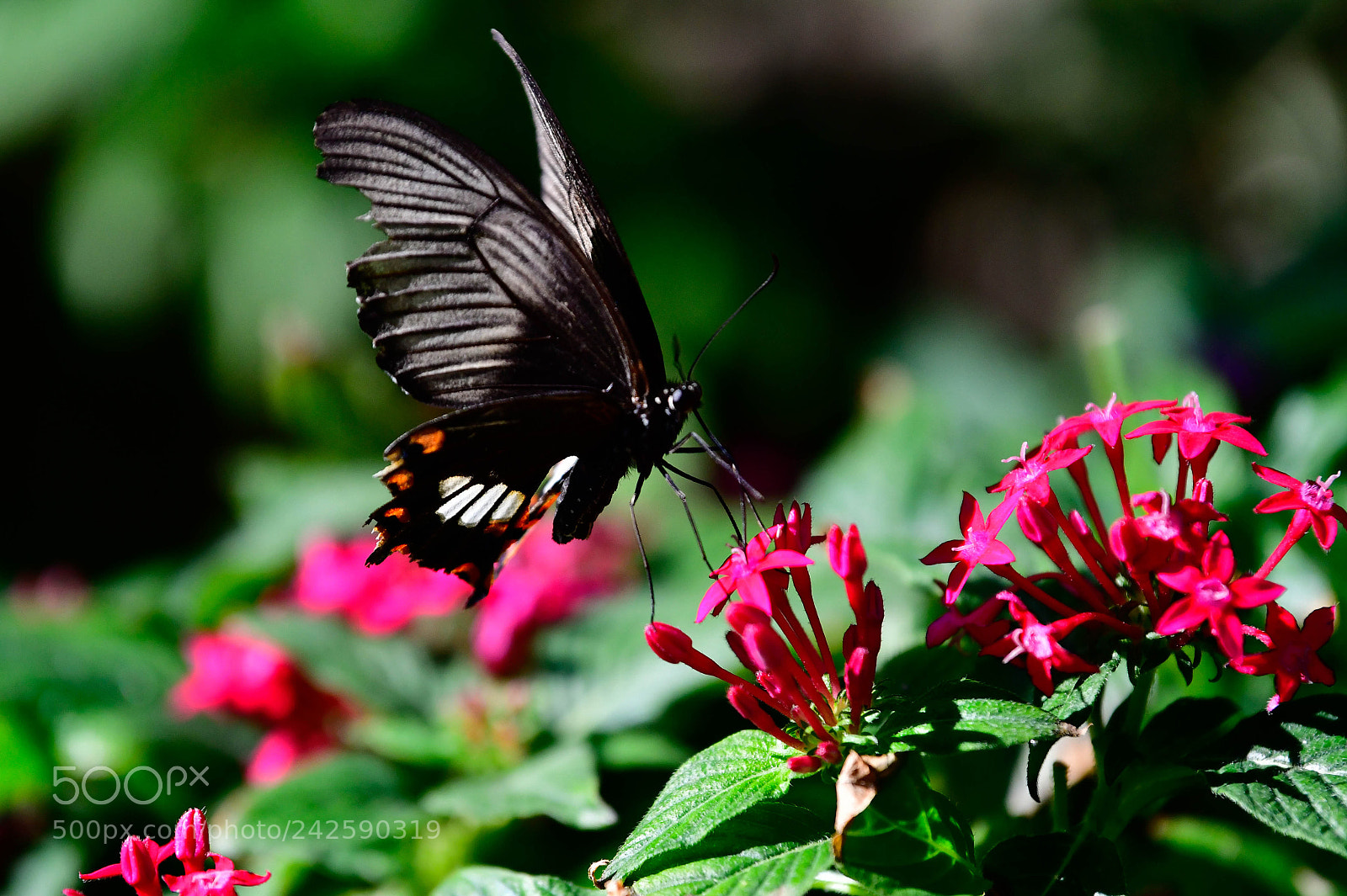 Nikon D850 sample photo. Dsc photography
