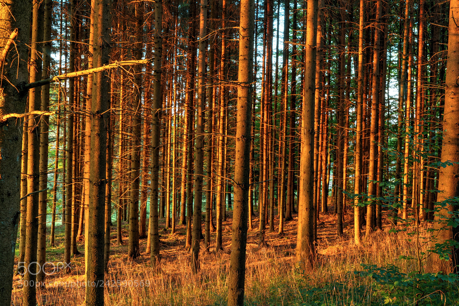 Sony a7 sample photo. Im wald photography