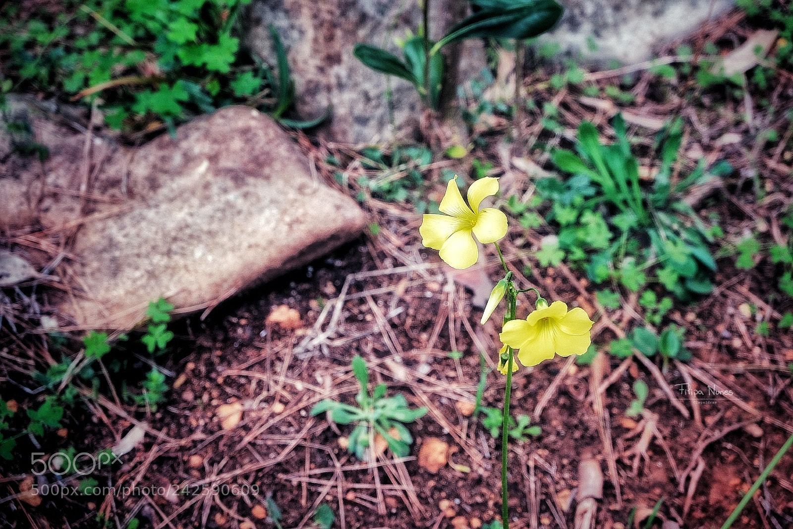 Fujifilm X-T10 sample photo. Winter blossoms photography