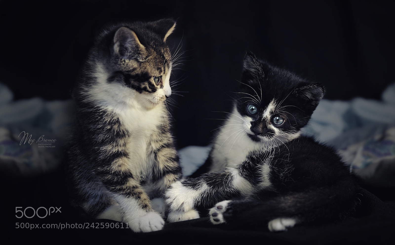 Nikon D700 sample photo. Kittens photography