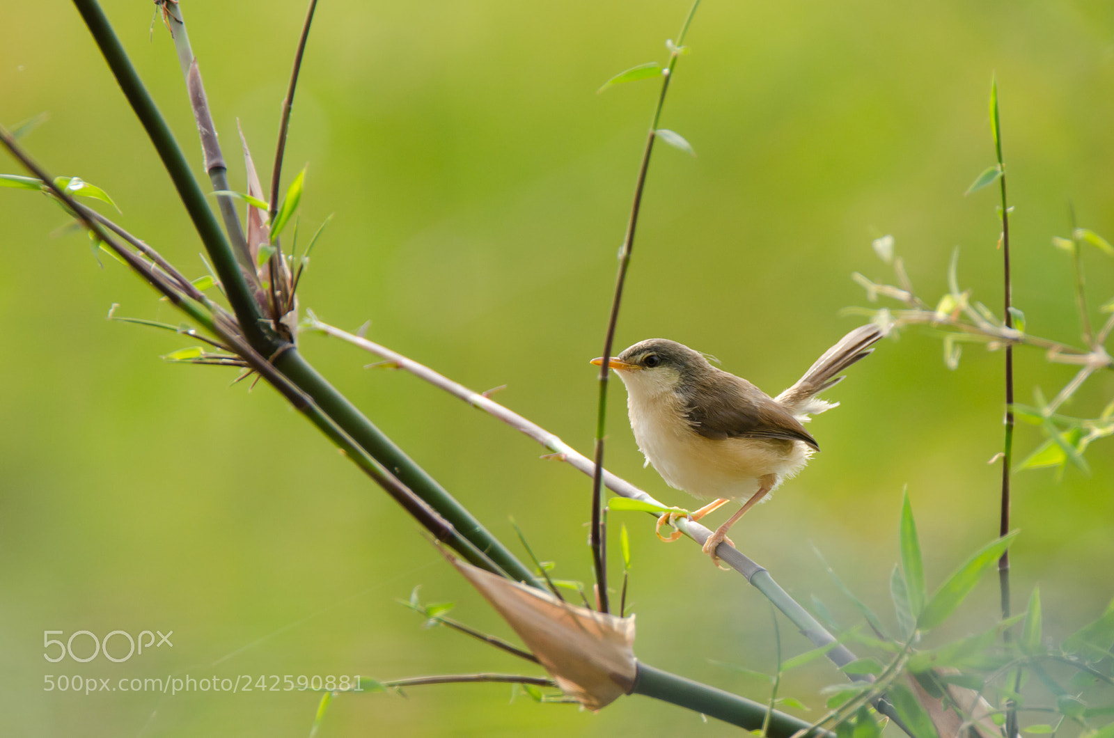 Nikon D5100 sample photo. Common tailorbird - தையல் சிட்டு photography