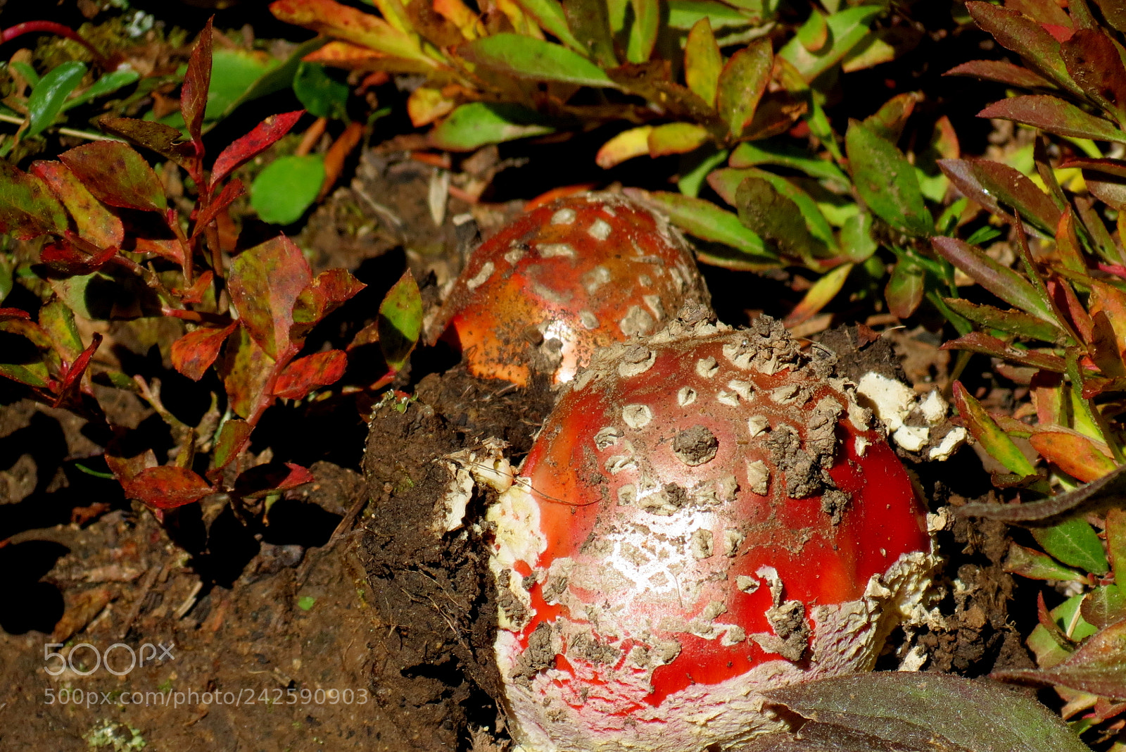 Canon PowerShot SX40 HS sample photo. Shrooms photography