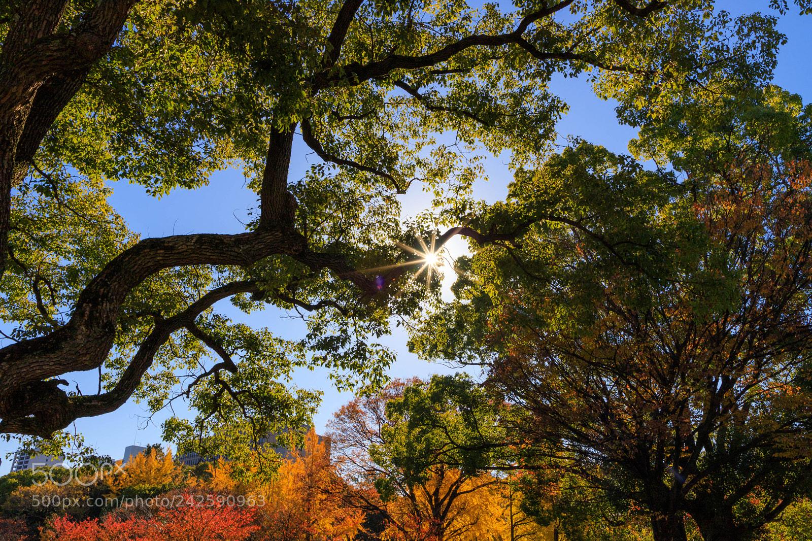Canon EOS 6D Mark II sample photo. Star of osaka castle photography
