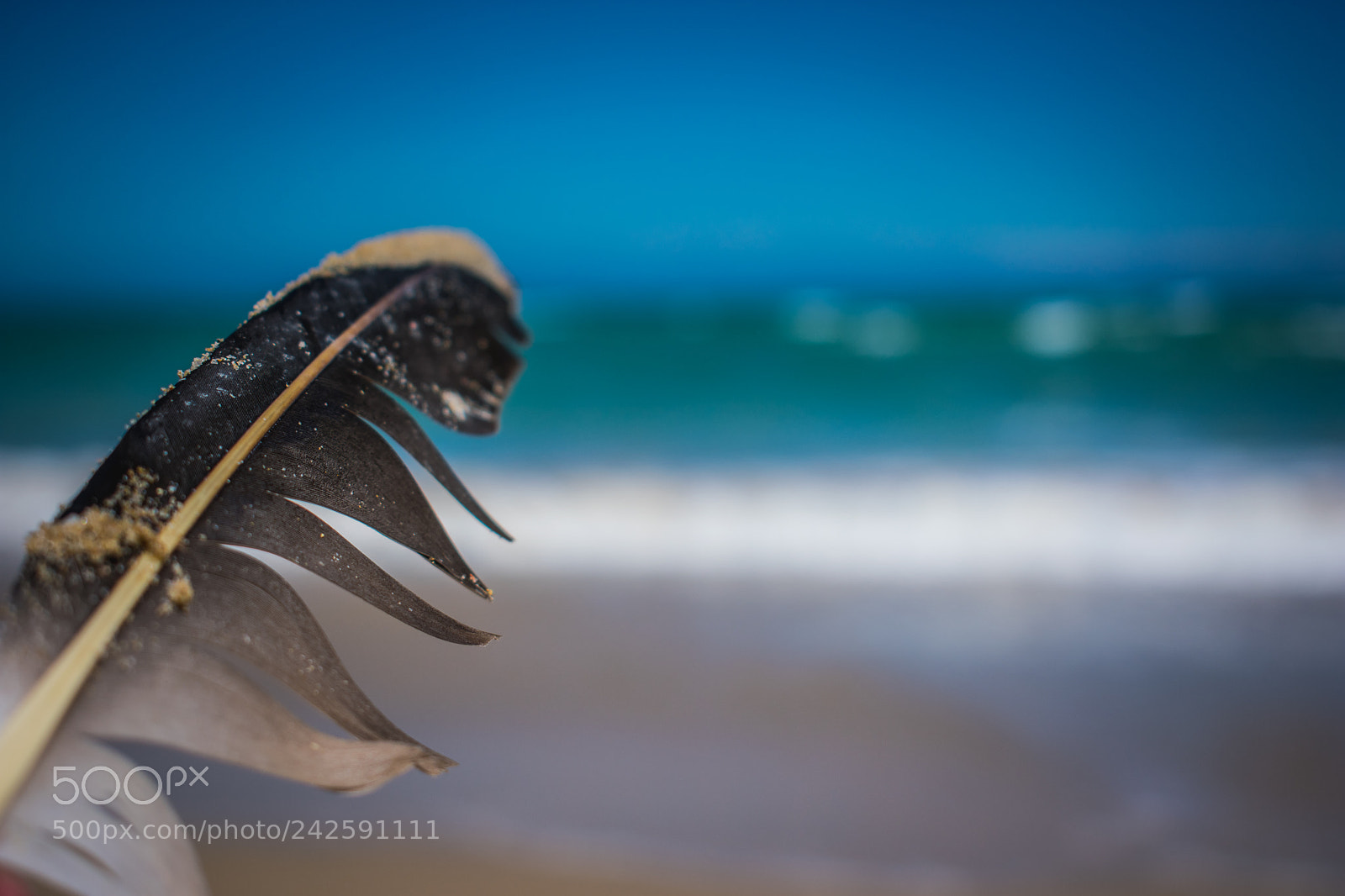 Nikon D3400 sample photo. Feathered beach photography