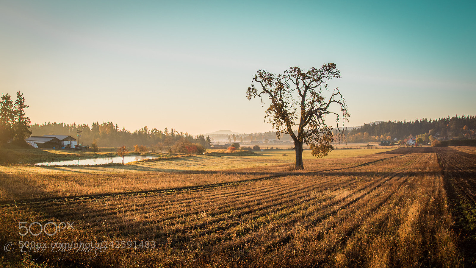 Canon EOS 6D Mark II sample photo. Last giant oak photography