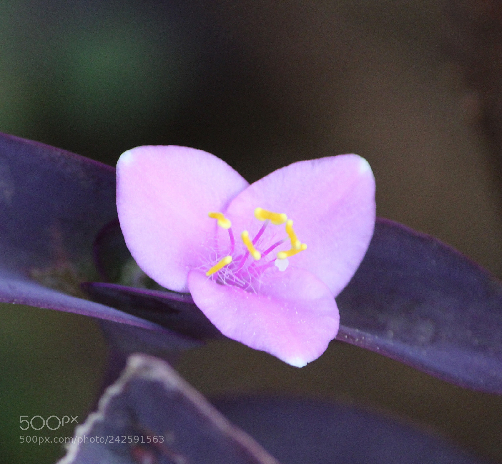 Canon EOS 1300D (EOS Rebel T6 / EOS Kiss X80) sample photo. Pink beauty photography
