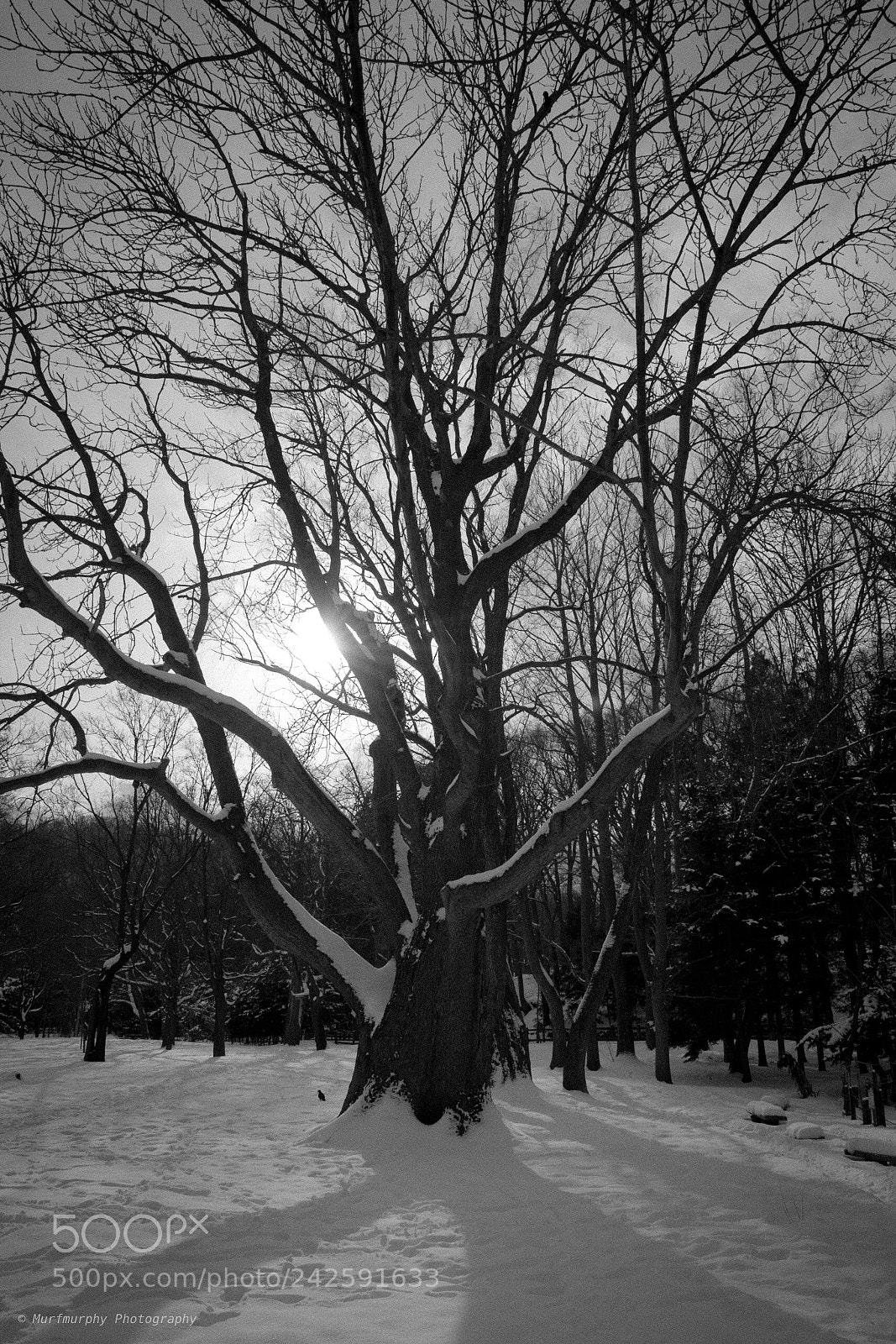 Nikon D500 sample photo. Untitled photography