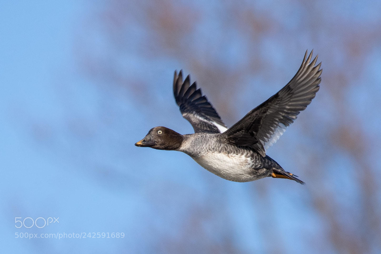 Nikon D7200 sample photo. Common goldeneye photography