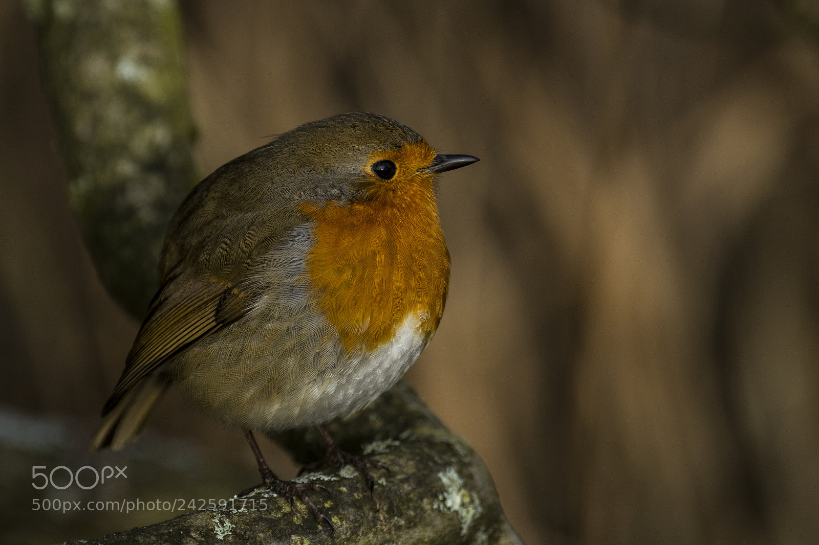 Nikon D7100 sample photo. Robin photography