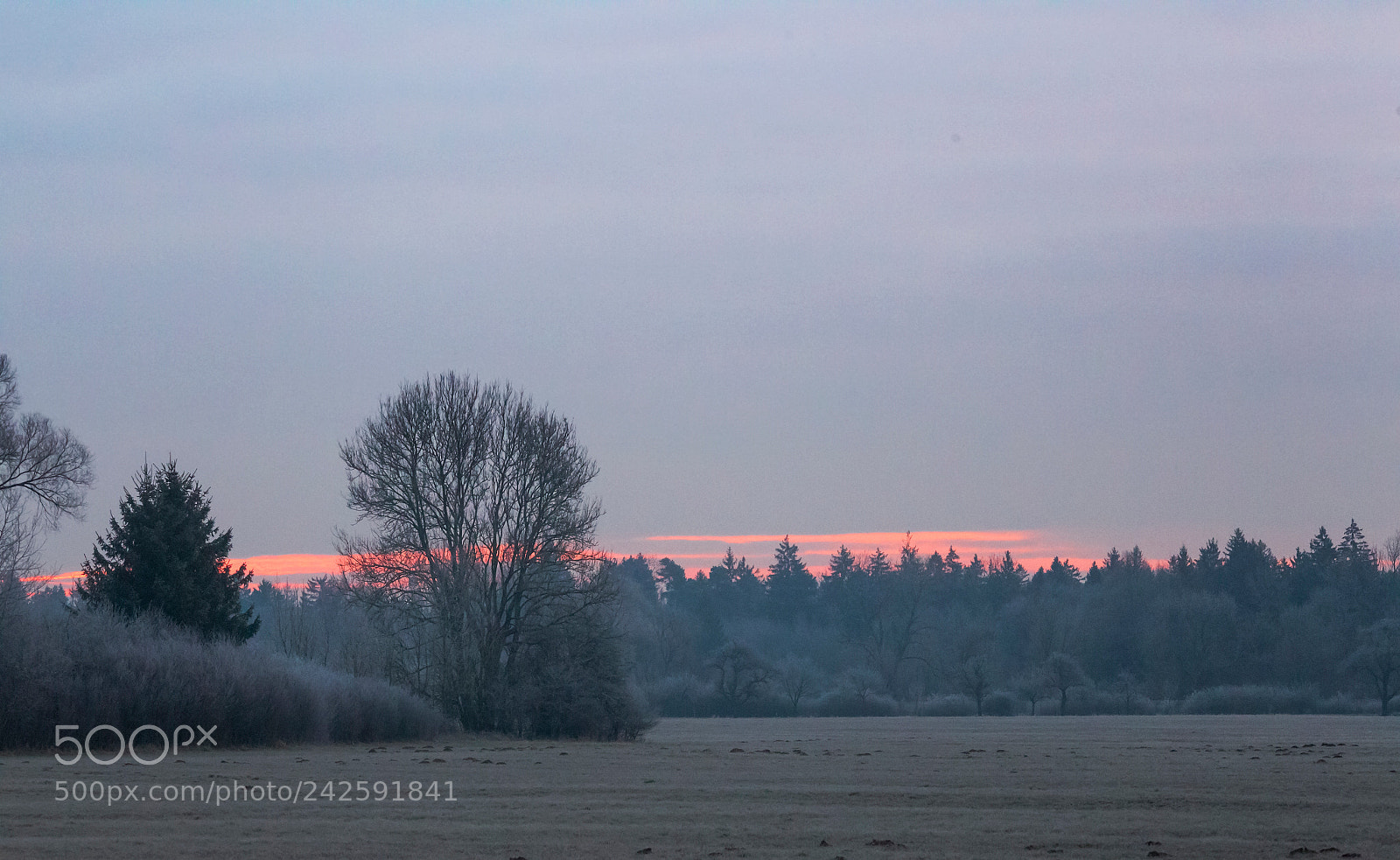 Canon EOS-1D Mark IV sample photo. Frost-covered meadow at the photography