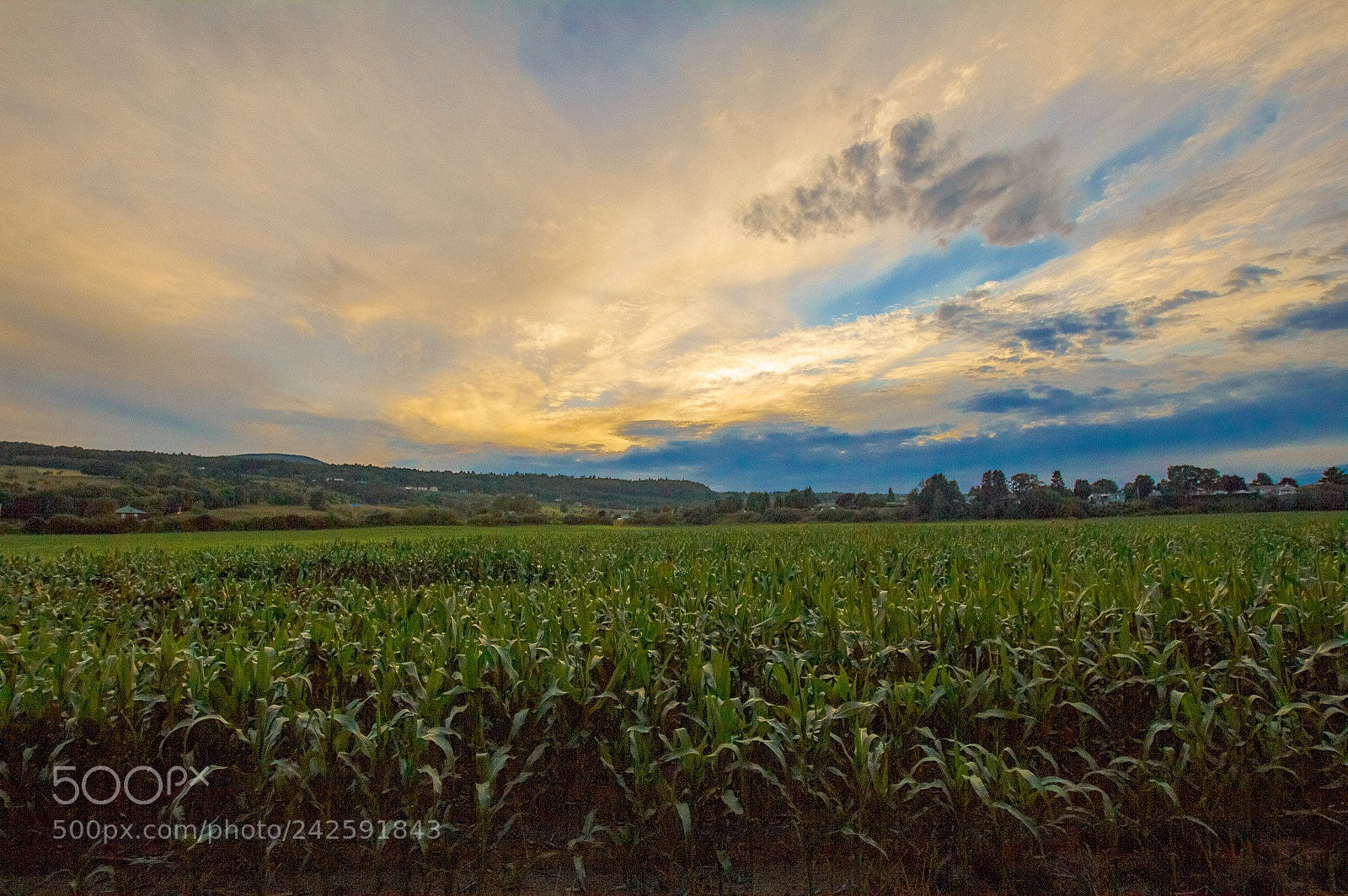 Canon EOS 60D sample photo. Sunset over the corn photography