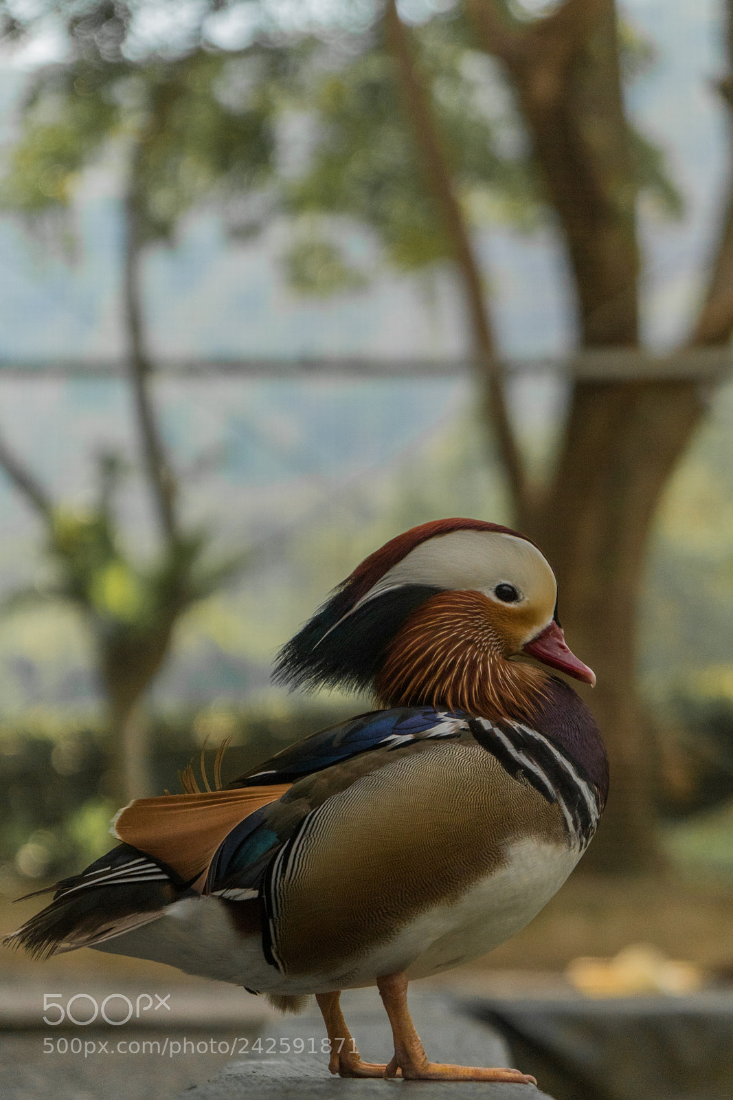 Sony a6500 sample photo. A duck on the photography