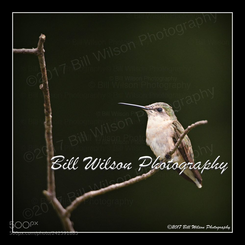 Nikon D500 sample photo. Ruby throated hummingbird photography