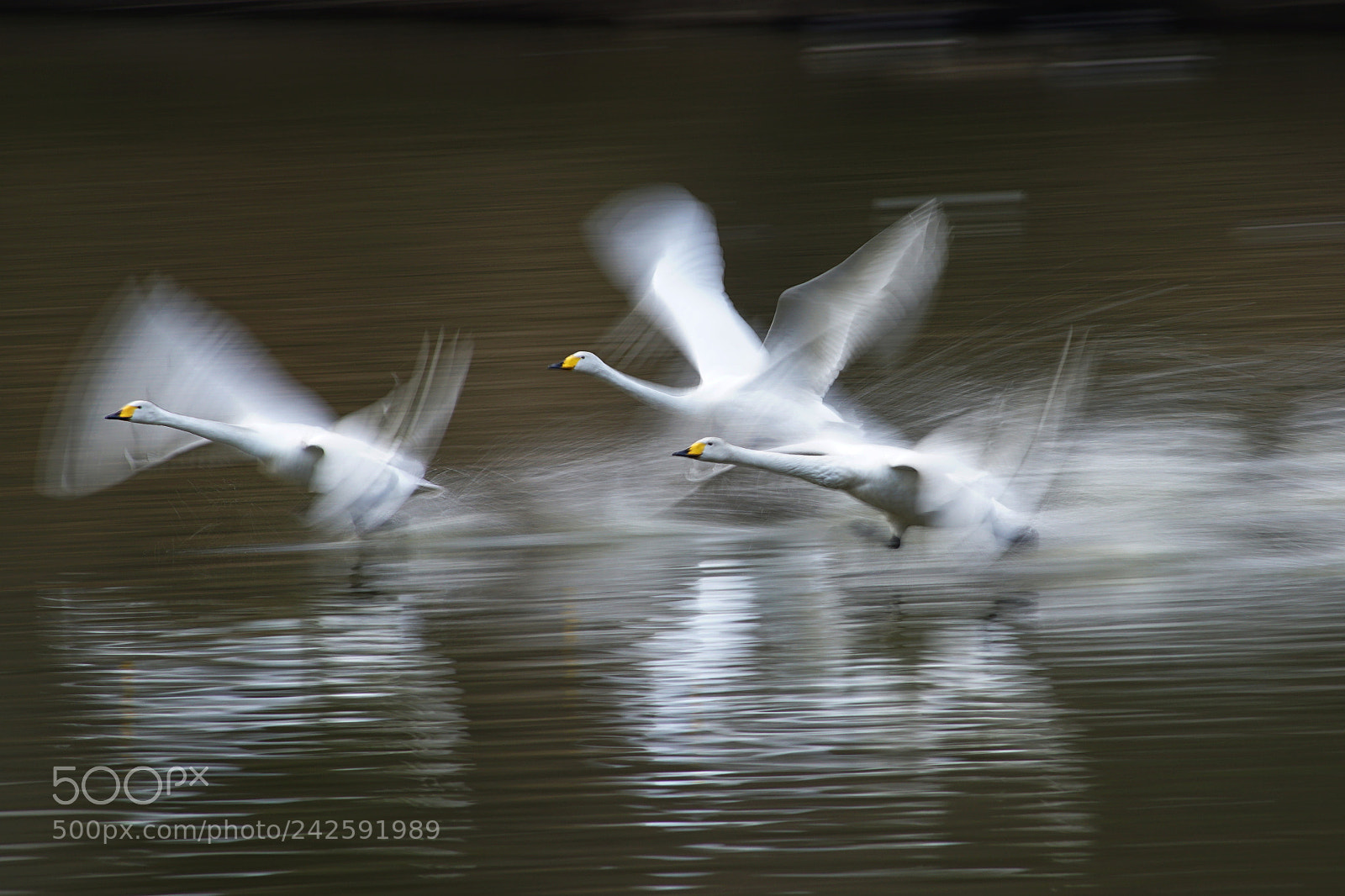 Sony ILCA-77M2 sample photo. (triangle formation) photography