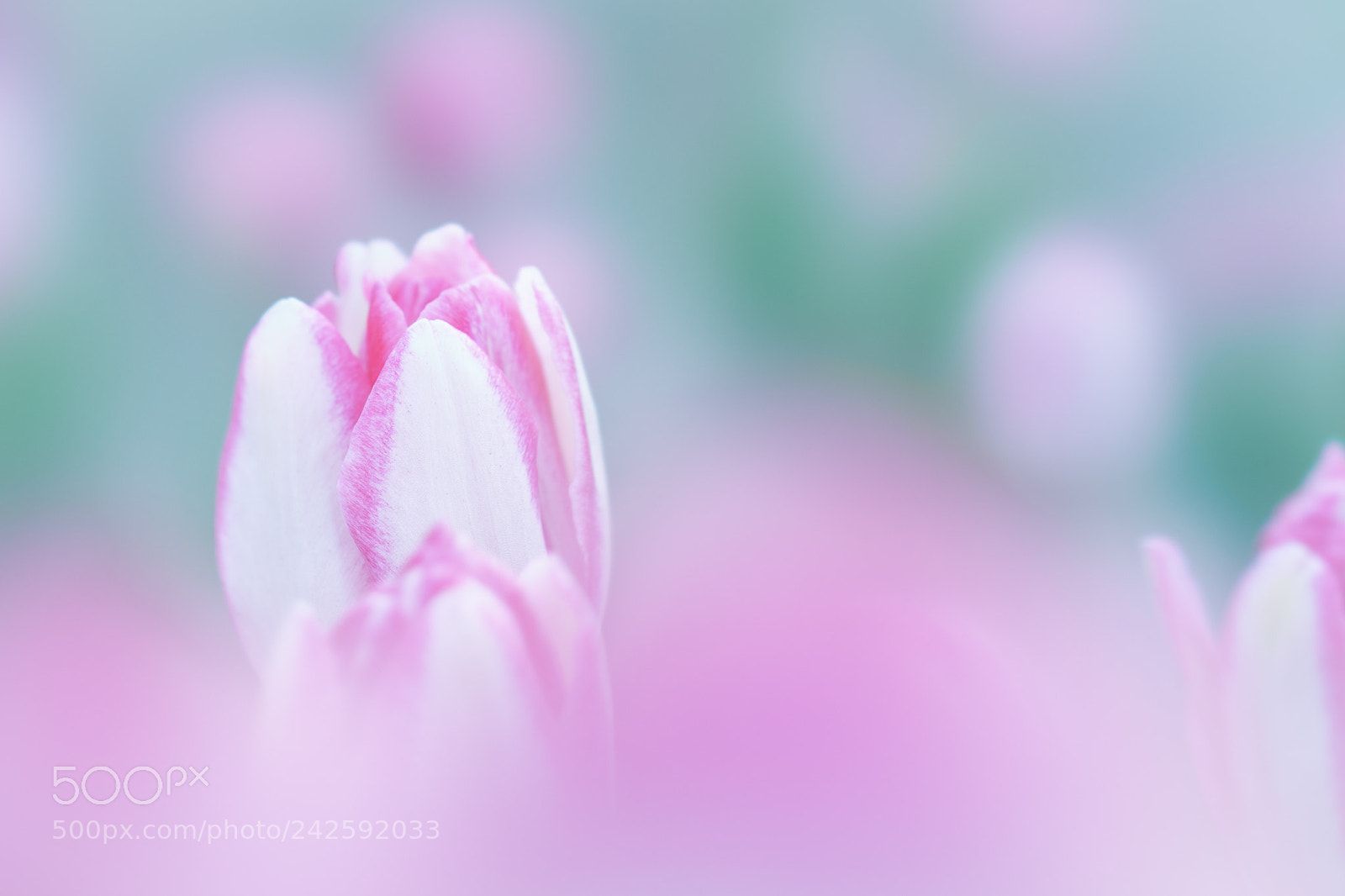 Sony a7 II sample photo. Winter tulip photography