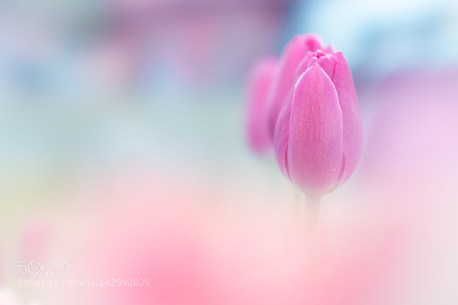Sony a7 II sample photo. Winter tulip photography