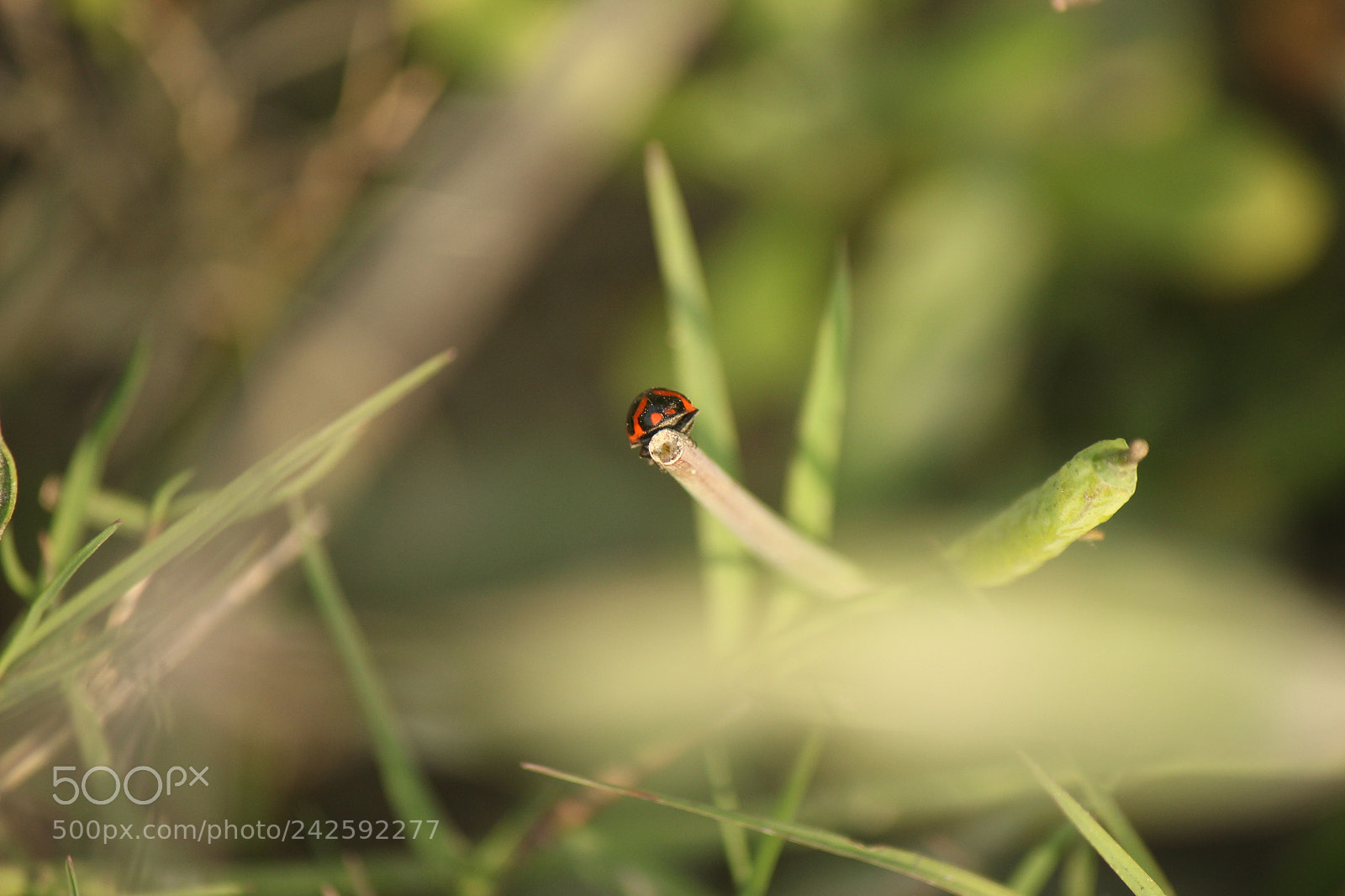 Canon EF-S 55-250mm F4-5.6 IS II sample photo. Untitled photography