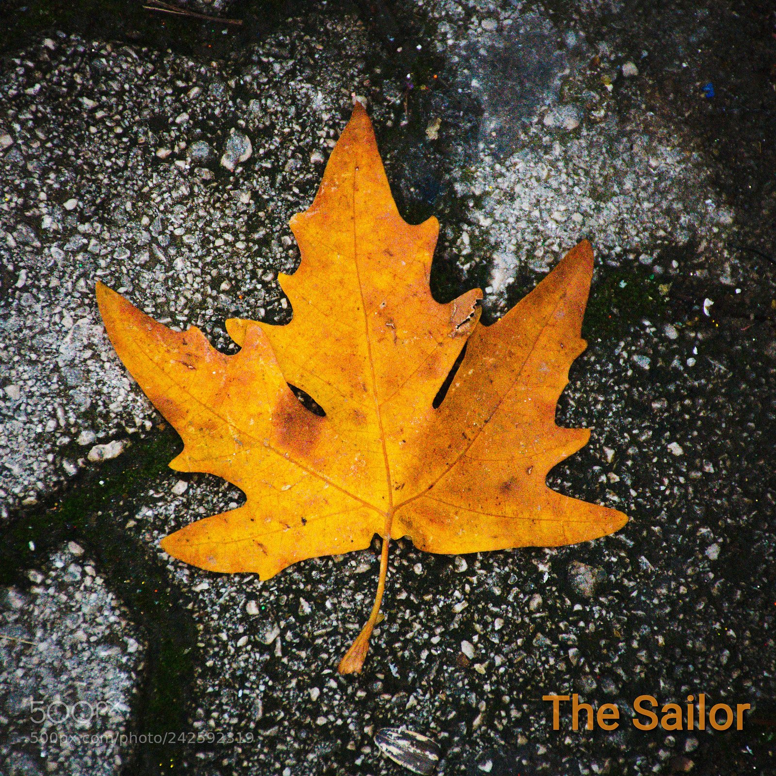 Nikon D7200 sample photo. Autumn paper photography